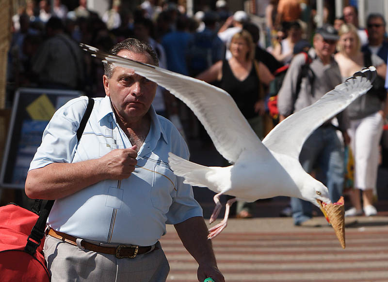 seagull-steals-ice-cream-cone