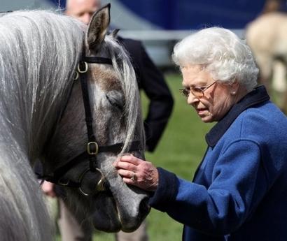 qeii-strokes-one-of-her-horses