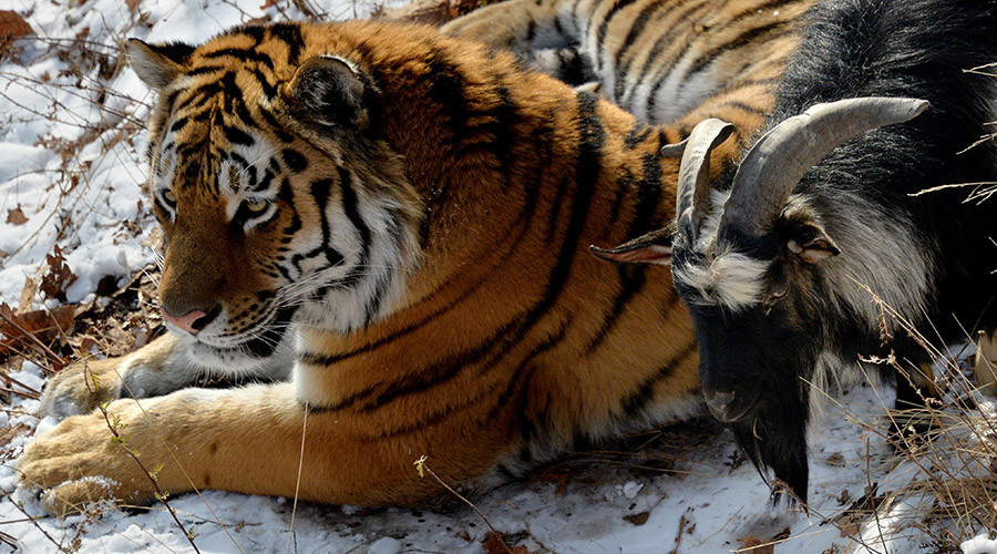 Siberian tiger bonds with goat in Primorye Safari Park