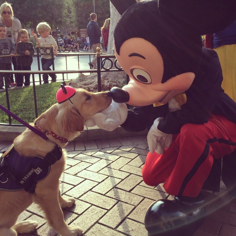 Autism Service Dog In Training goes to Disneyland