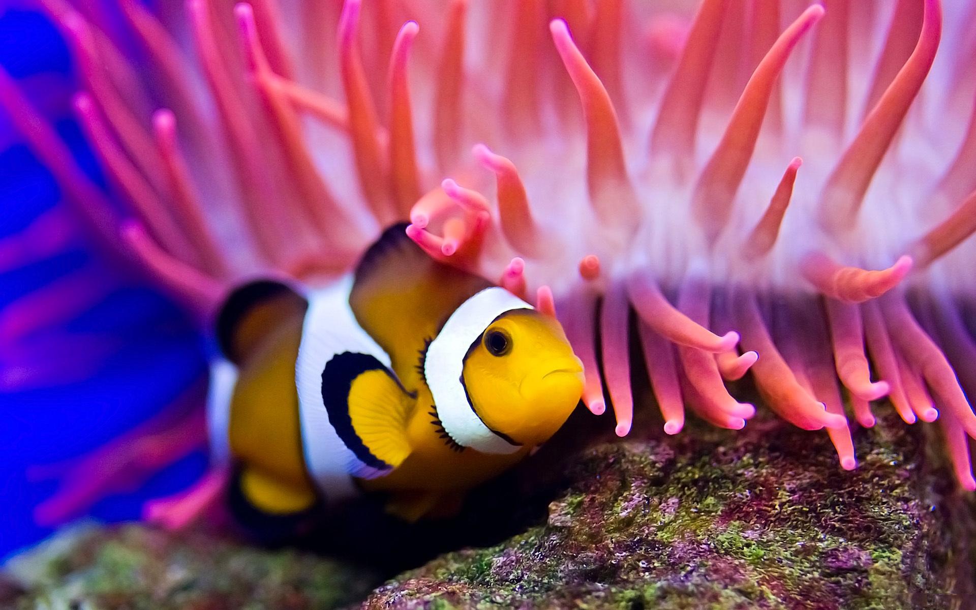 clown-fish-ocean-bottom-1920x1200