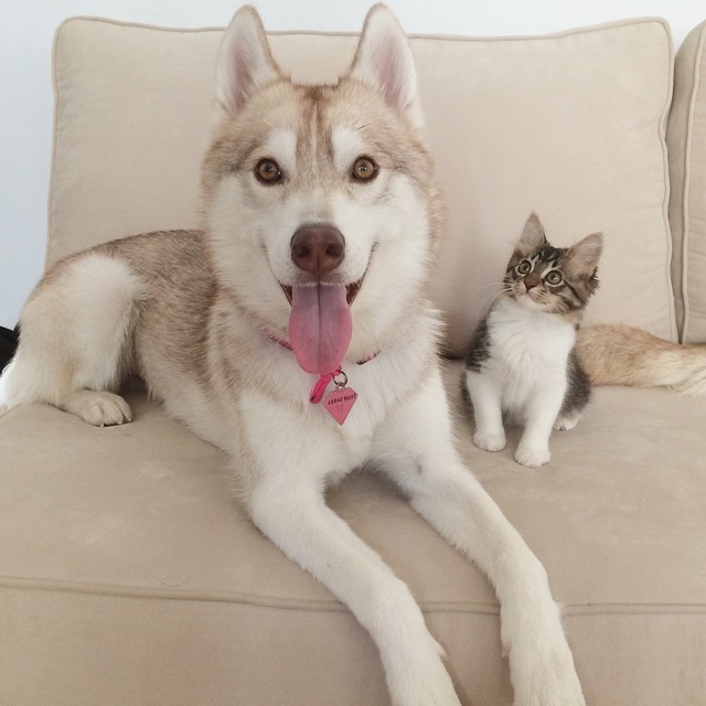 husky-dog-mother-rescues-kitten-lilo-rosie-6