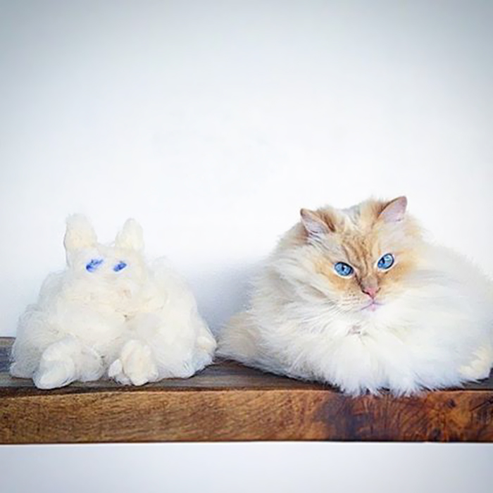 hairy-fluffy-cat-sky-the-ragdoll-56