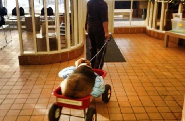 Dog-named-‘Kale-Chips’-too-obese-to-walk-had-to-be-wheeled-out-in-a-wagon3-650x425