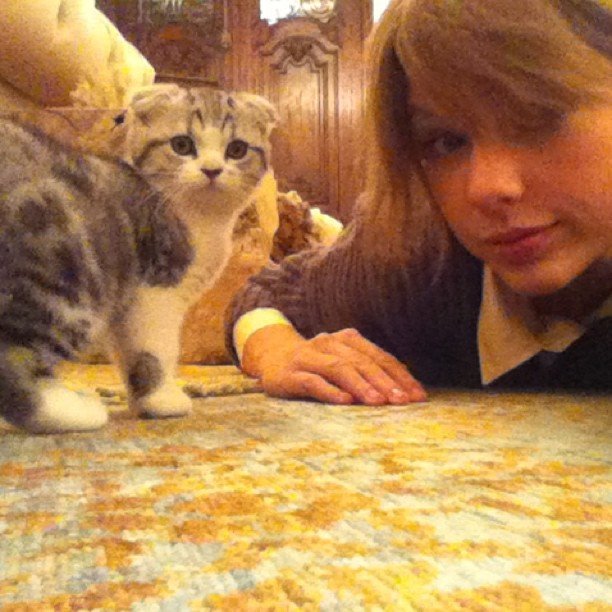 You-Wish-You-Were-Taylor-Swift-Cat