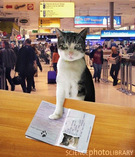 Z9340444-Pet_passport-SPL