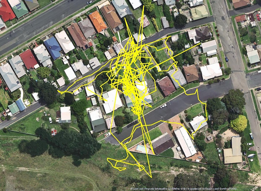 gps-tracker-cat-movement-map-lithgow-central-tablelands-local-land-services-7