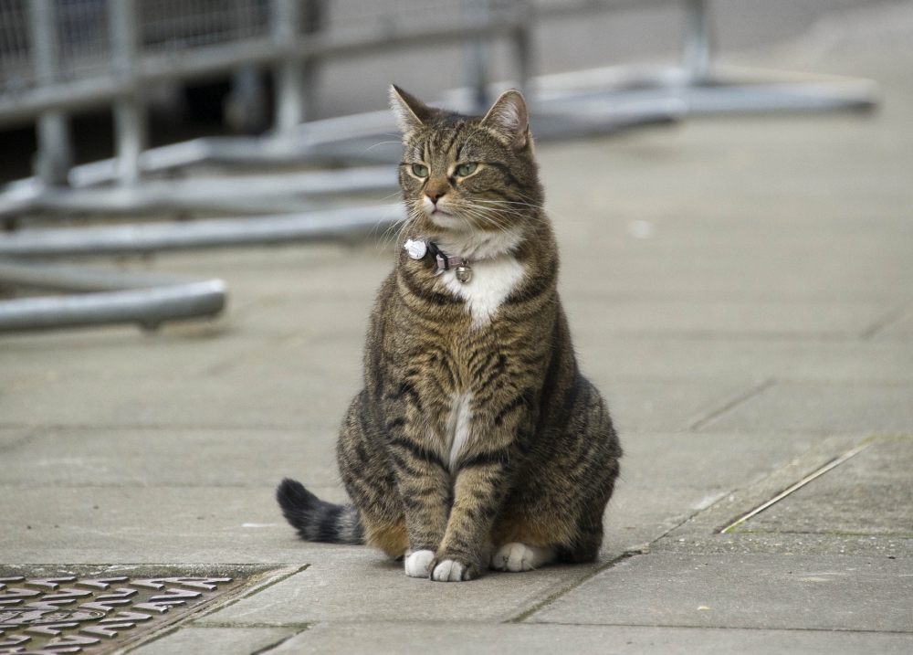 Freya, George Osbourne's family cat in Downing Street, 3rd September 2012.