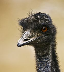 250px-Flickr_-_aussiegall_-_Having_a_bad_hair_day