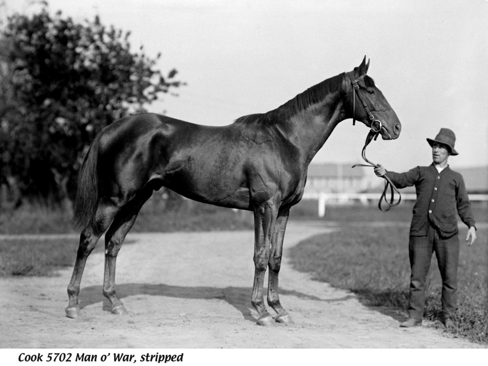 Man o' War, Cook 5702