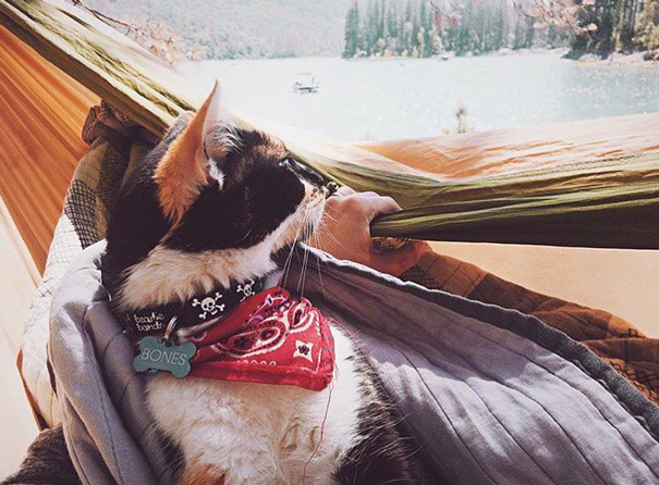 camping-with-cats-ryan-carter-19-579201240c10c__605