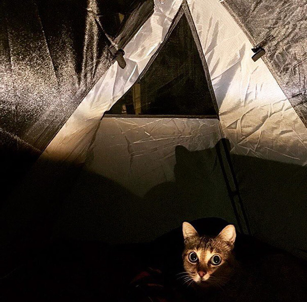 camping-with-cats-ryan-carter-24-57920132a9798__605