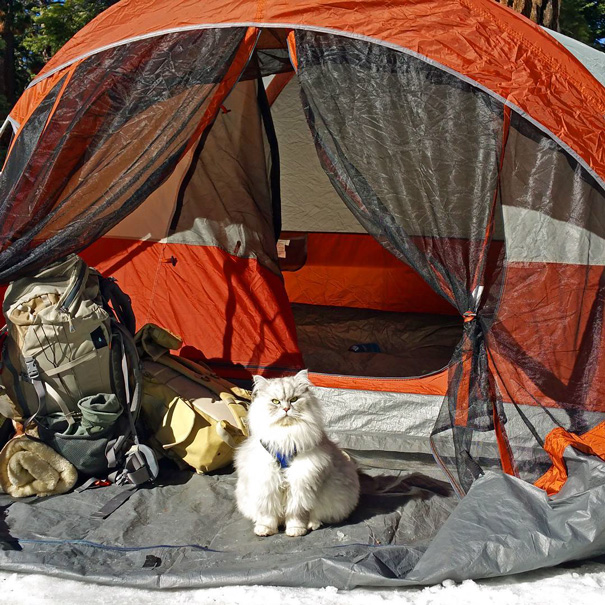 camping-with-cats-ryan-carter-31-57920146529c4__605