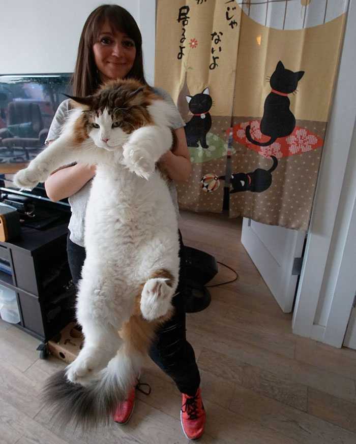 这号称世界上体型最大的猫.我觉得.我要.窒息了.