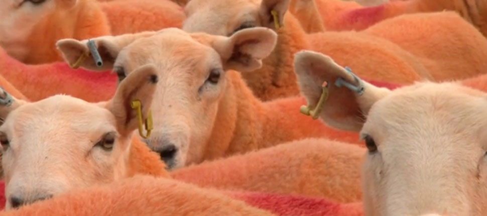 OrangeSheep