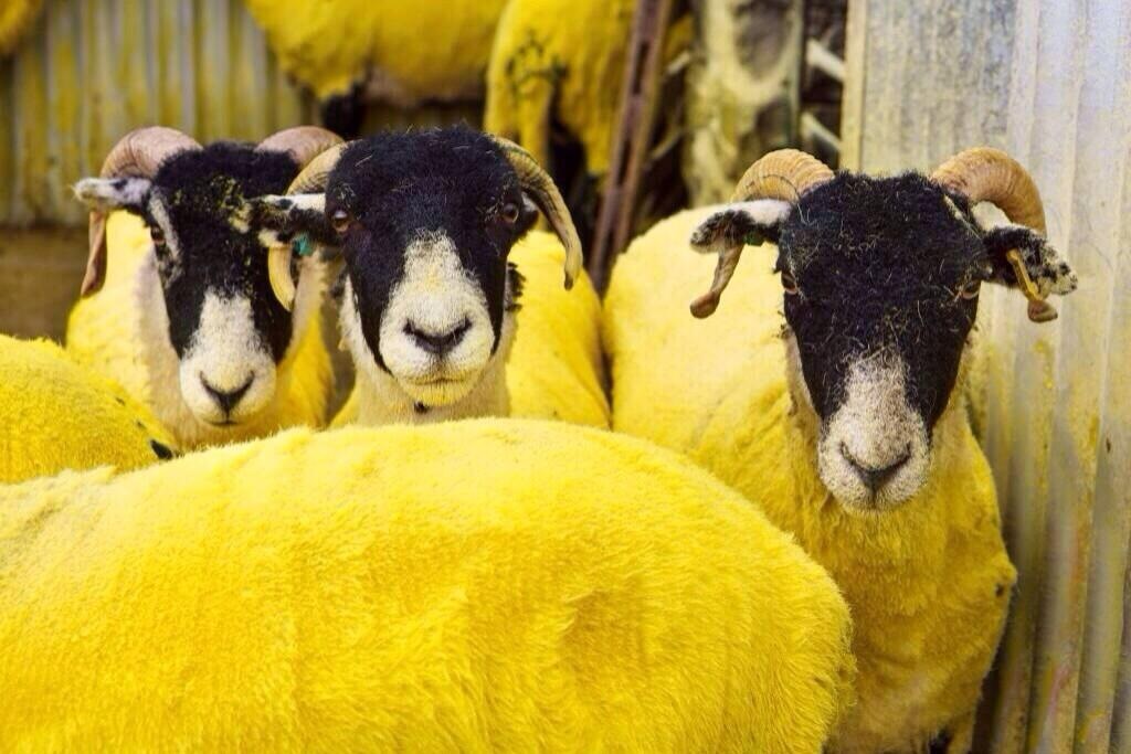 Yellow-sheep-Tour-de-France-Yorkshire-close