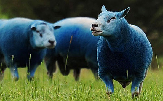 bluesheep