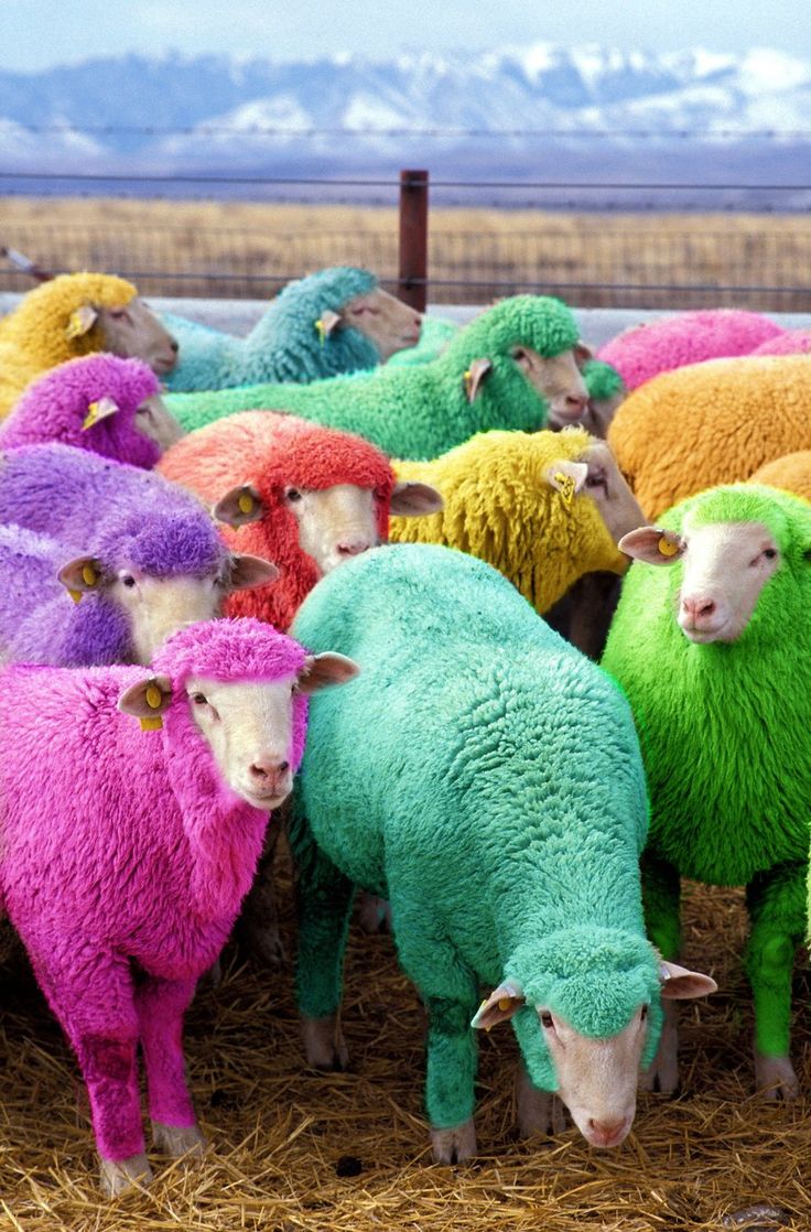 multisheep