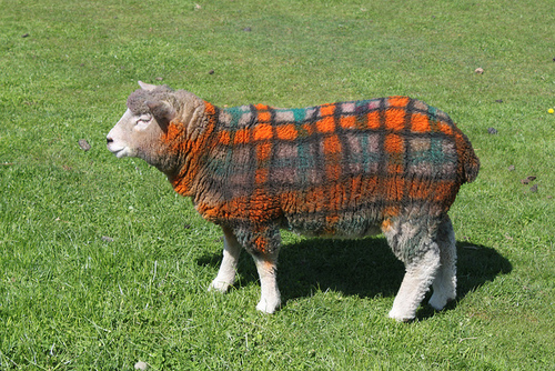 plaidsheep