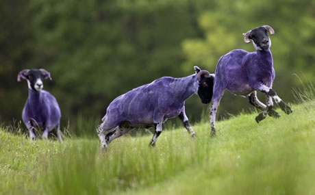 purple-sheep-image-1-885810429