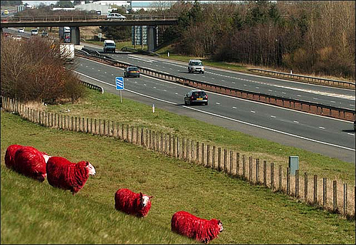 red sheep 1