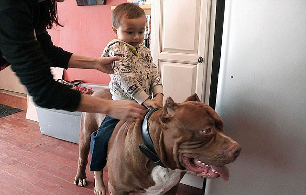 world-biggest-pitbull-the-hulk-dark-dynasty-k9-3