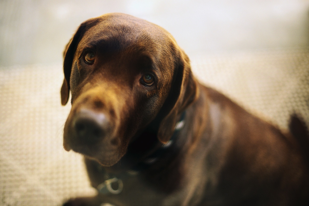 Sad Looking Chocolate Lab