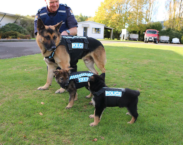 service-puppies-first-days-at-work-26-58c1604599aa8__605