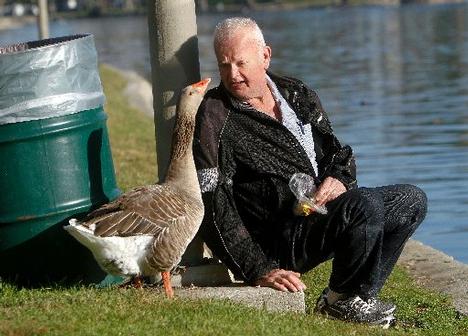 Dominic Ehrler, 65, sits with a goose named Maria during his daily visit to Echo Park Lake in Los Angeles, California, February 9, 2011. The goose has taken a liking to Ehrler and stays with him the entire time he is there. (Mel Melcon/Los Angeles Times/MCT)