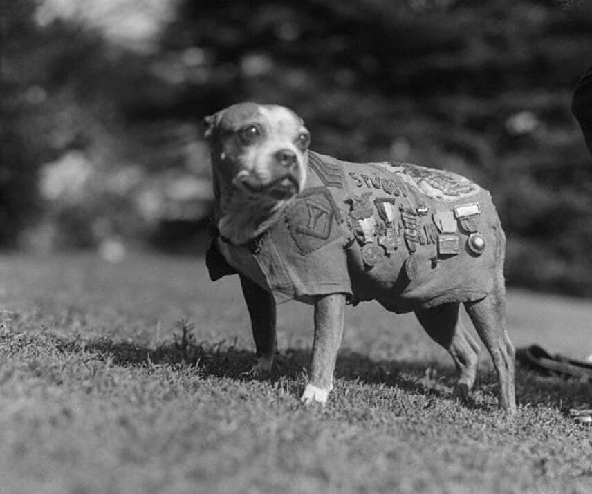 Sergeant_Stubby