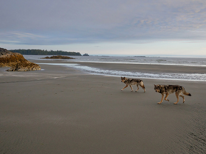 Rain Wolves-Round 2. Coastal rain wolves live on the outer Islands of the BC coast. Wolves on these Islands live on a very diverse selection of food including deer, chitons in the intertidal zone and recently, they have started taking notice in dogs which has lead to the demise of many of these wolves living around coastal towns.