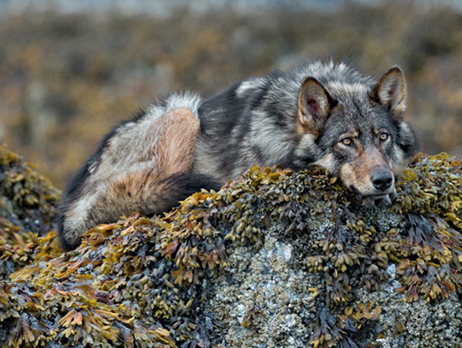 Rain Wolves-Round 2. Coastal rain wolves live on the outer Islands of the BC coast. Wolves on these Islands live on a very diverse selection of food including deer, chitons in the intertidal zone and recently, they have started taking notice in dogs which has lead to the demise of many of these wolves living around coastal towns.