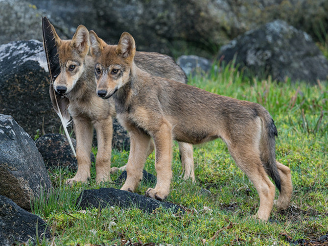 Rain wolves of the BC Coast live on a diverse diet. They are smaller than timber wolves.