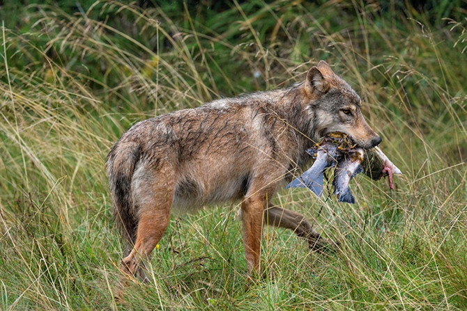 Rain Wolves: Coastal rain wolves in British Columbia live along the coast and have a unique diet of fish, deer and intertidal zone fauna.