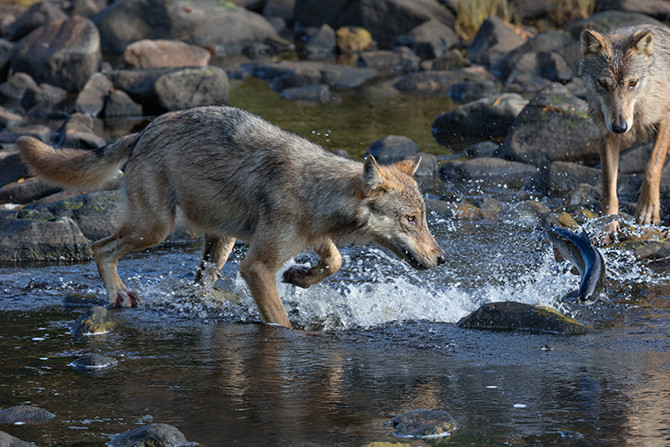 Rain Wolves: Coastal rain wolves in British Columbia live along the coast and have a unique diet of fish, deer and intertidal zone fauna.