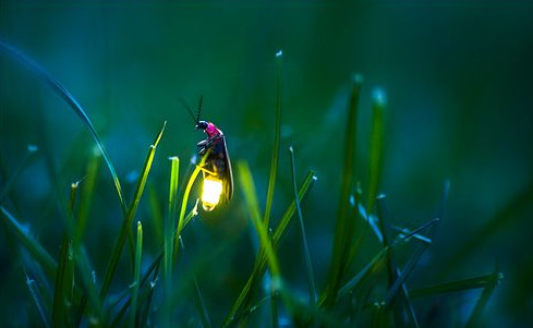 萤火虫为什么要发光看似是浪漫随意地飞舞,但其实….