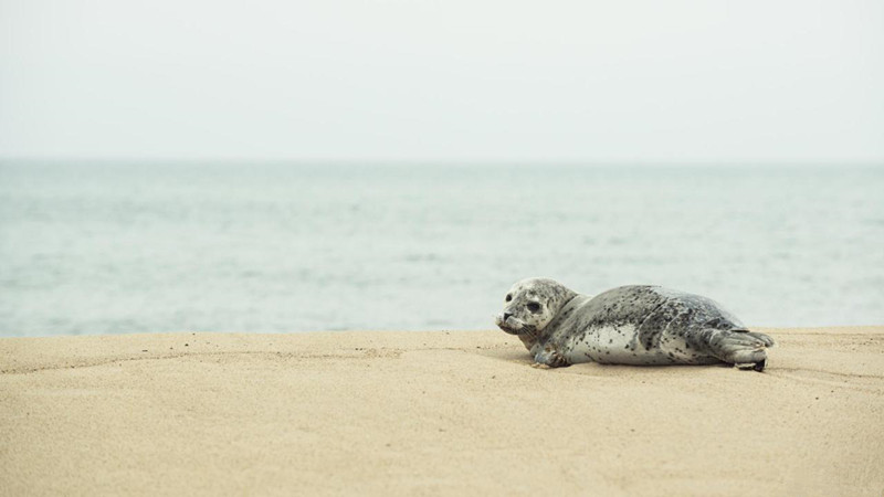 Grey Seal on Sable Island