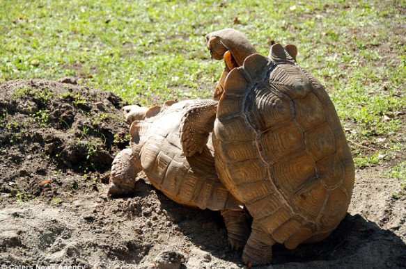 活了186年,作为全球最老陆生动物,这只老乌龟依然每周