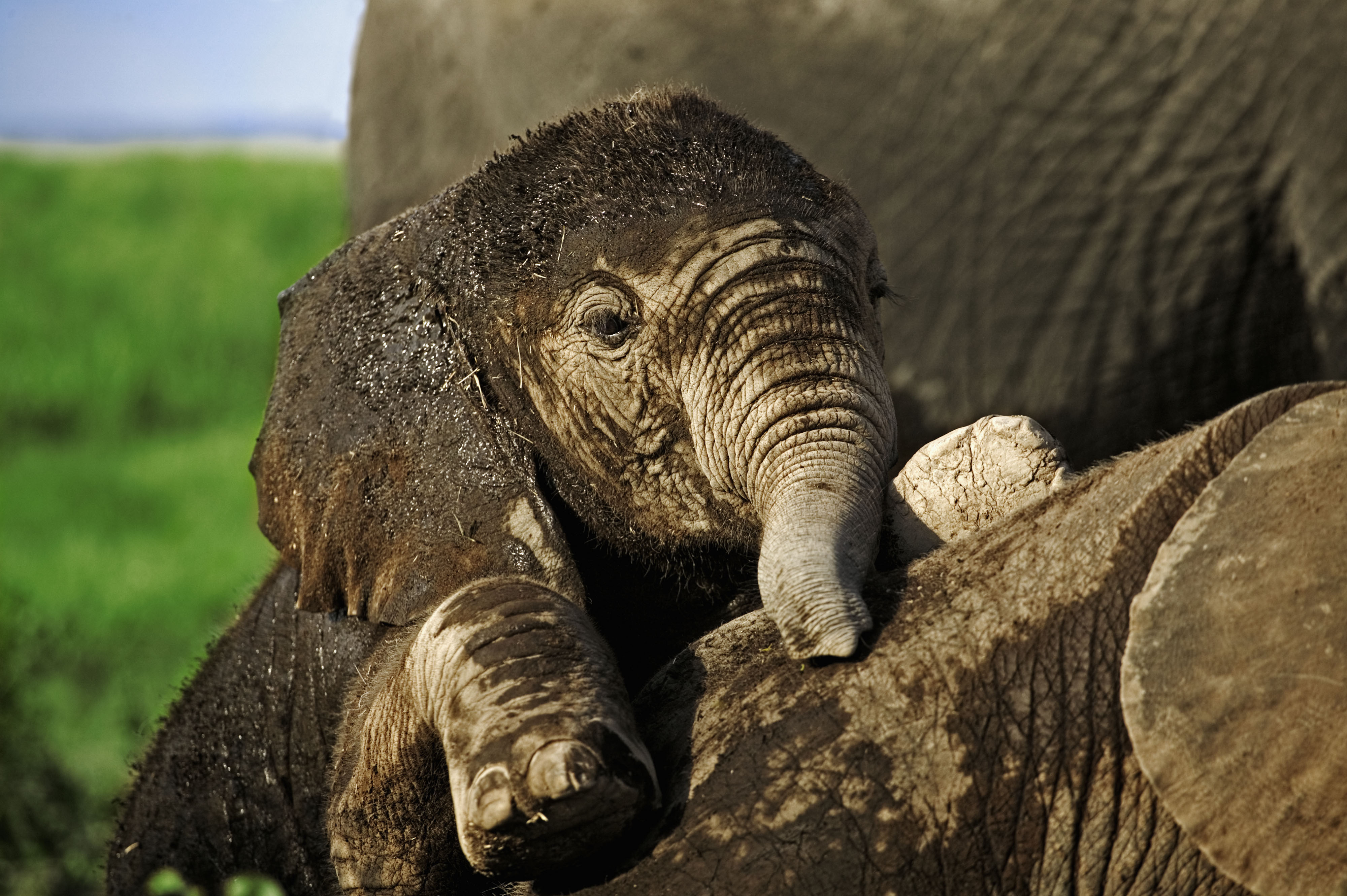 African elephant (Loxodonta africana). Calves lie down to sleep while others attempt to play with sleeping individual. Amboseli National Park, Kenya. Distribution Sub-Saharan Africa