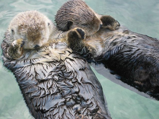 Sea_otters_holding_hands.jpg.638x0_q80_crop-smart