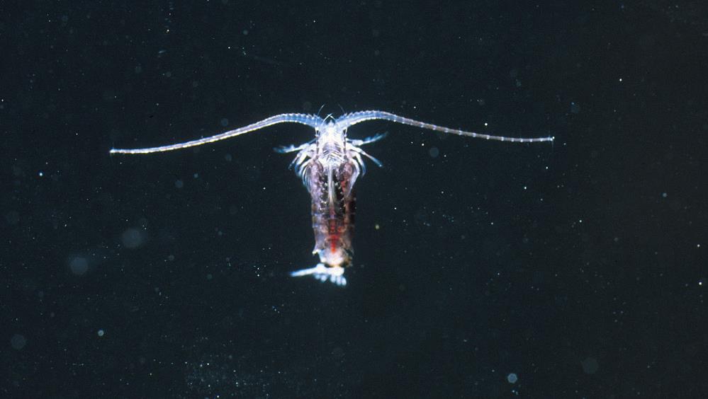 copepod