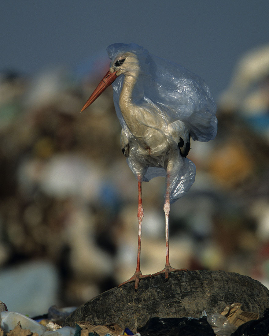 plastic-crisis-impact-on-wildlife-national-geographic-june-issue-cover-9-5afd83f808949__880