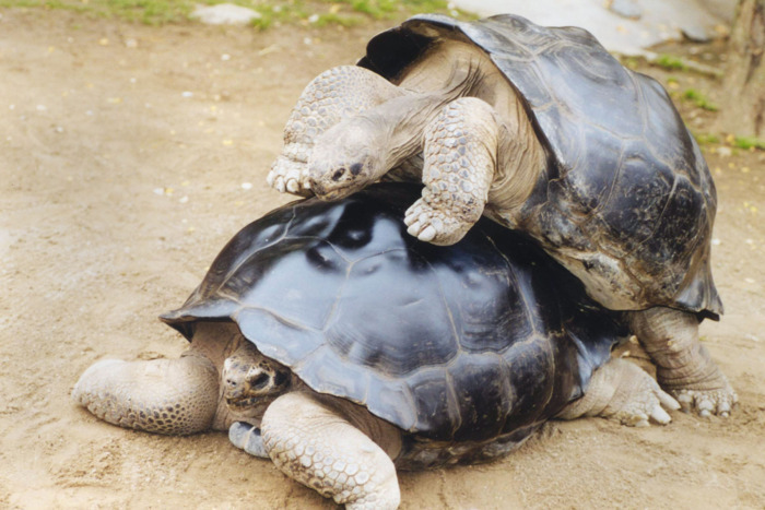 14-tortoises-former-lovers.w700.h467