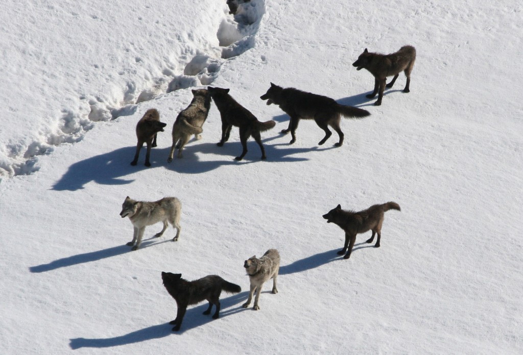 NPS-Wolf-Image-2-1024x696