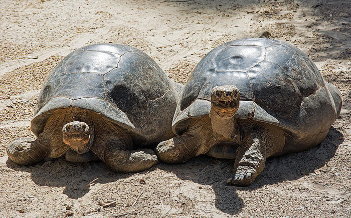 galapagos-tortoise-couple-kenneth-albin