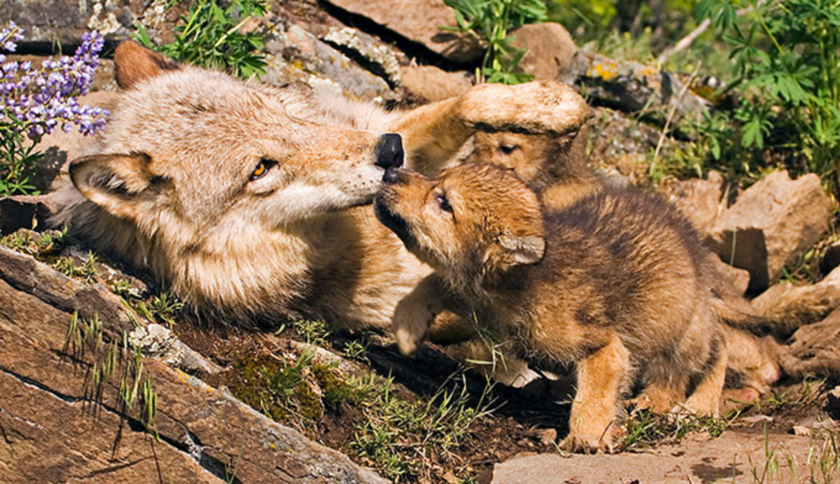 wolf-pup-mom-den_dp_680x392