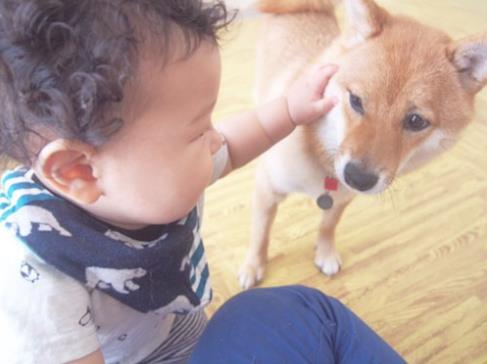 生日只差一天的柴犬哥哥和人类弟弟 亲密无间的日常炒鸡有爱 英国那些事儿