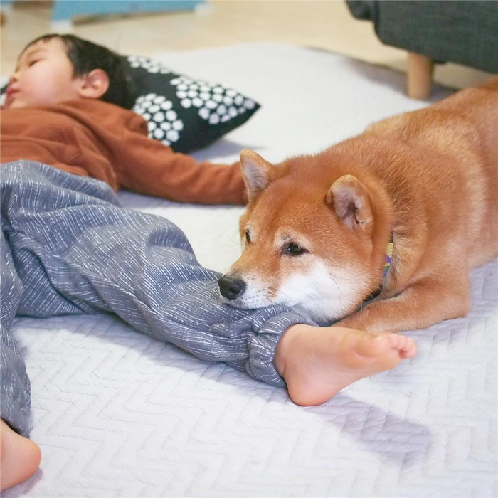 生日只差一天的柴犬哥哥和人类弟弟 亲密无间的日常炒鸡有爱 英国那些事儿