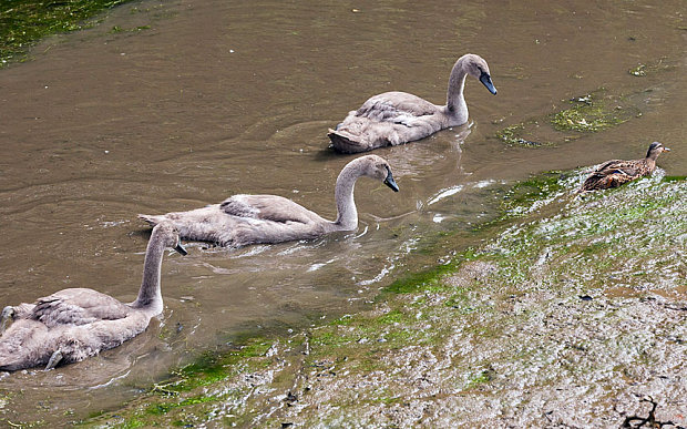 cygnets-duck_3385438b