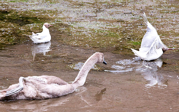 cygney-gull_3385439b